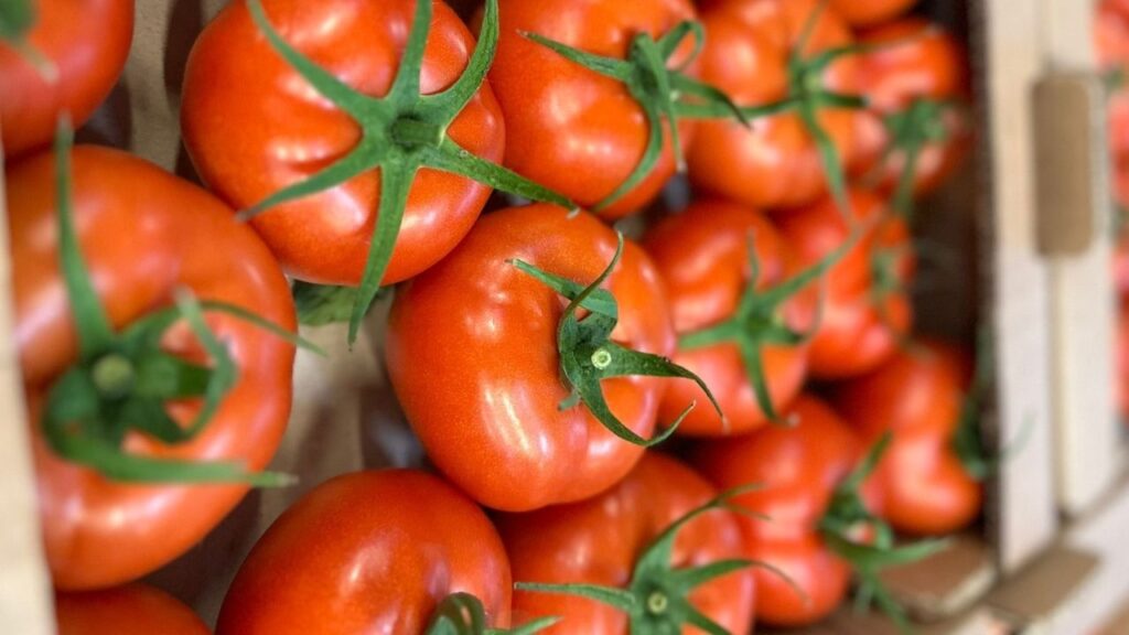 Tomaten import uit turkije