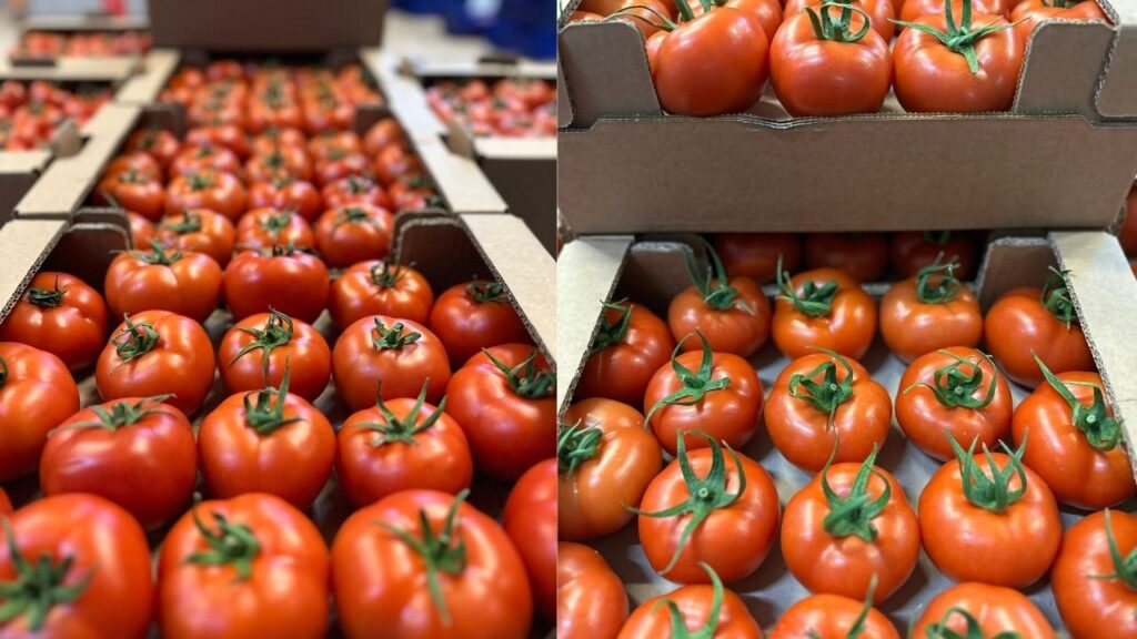 Tomaten import uit turkije 2024