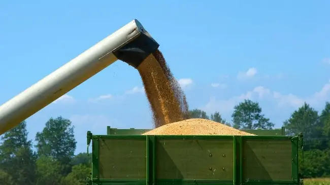 Toptan Buğday İhracatı