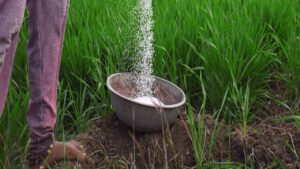Üre gübresi etkisini kaç günde gösterir (urea 46)