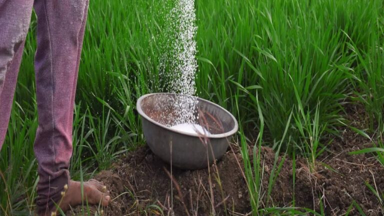 Üre gübresi etkisini kaç günde gösterir (urea 46)